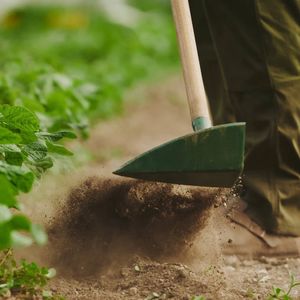 Hovedbilde Growers&co Katana